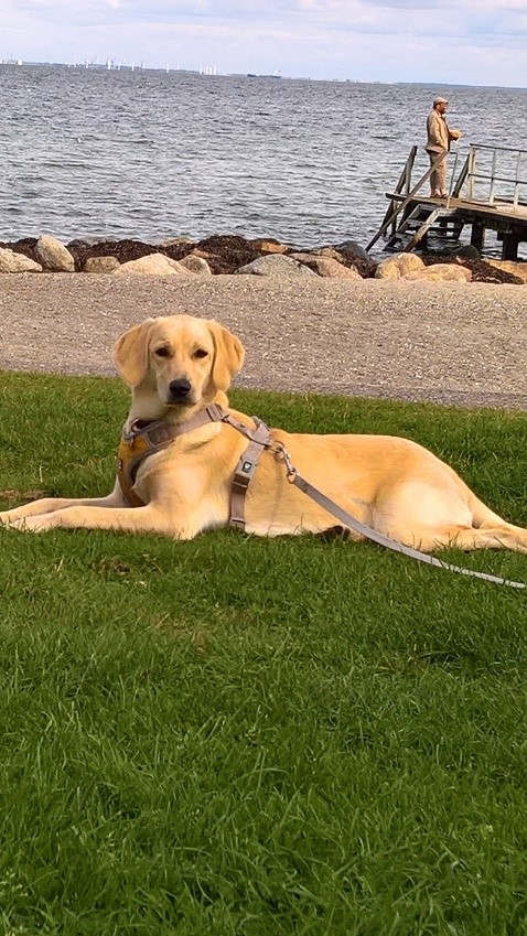 Picture of a dog