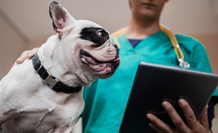 A dog stands next to a Firstline Worker at VCA