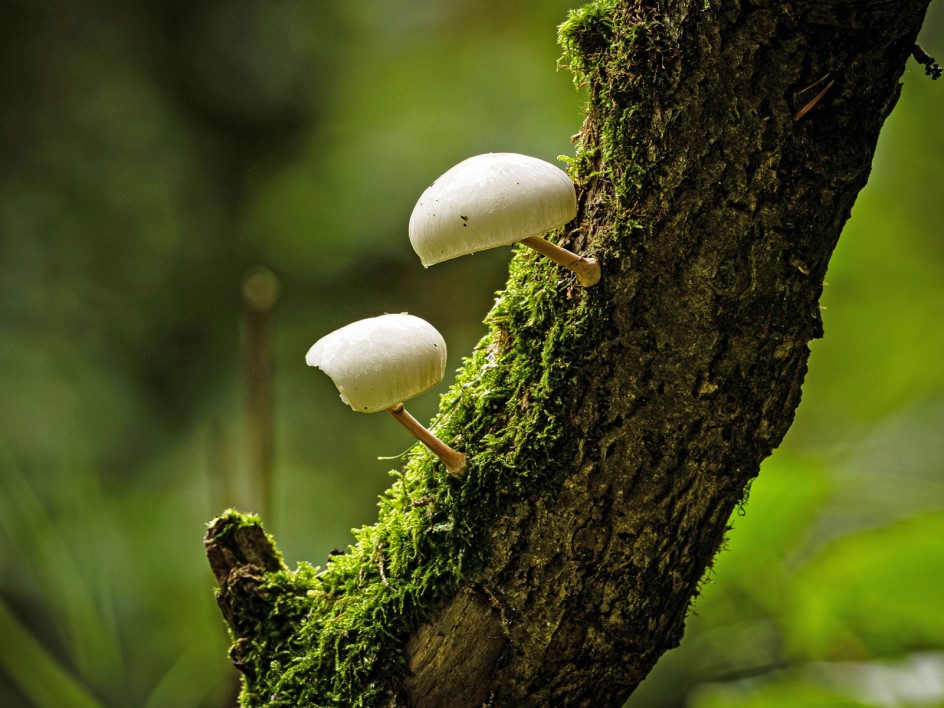 Close up of two white mushrooms growing on a branch