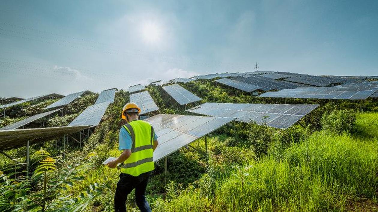 Solar energy technician surveying photovoltaic panels in a grassy field