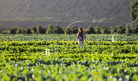 Photography depicts Microsoft's FarmBeats technology uses AI and IoT to help increase farm productivity.