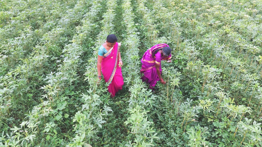 AI systems that reflect local cultural and agricultural contexts are essential to supporting farmers in their daily work.